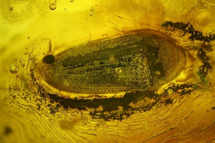 Detailed Fossil Beetle (Coleoptera) In Baltic Amber #135040